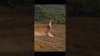 Unbelievable Watch This Giraffe Kick Its Way Out of a Lion Attack [upl. by Nnylimaj]