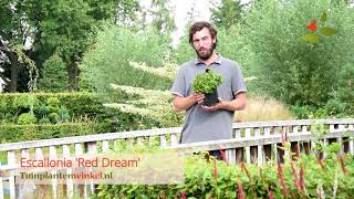 Escallonia Red Dream  informatie [upl. by Ahsropal]