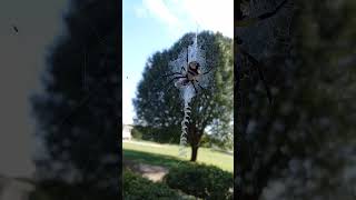 Charlottes Web shorts spiders spiderweb [upl. by Aydin]