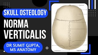 NORMA VERTICALIS  SKULL [upl. by Kcirdnekel]