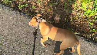 WALK IN THE PARK WITH CHIEF REDBOY JOCKO PROSPECT PART 2 [upl. by Epifano]