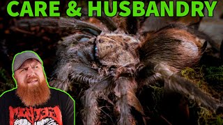 How To Care For the Texas Brown Tarantula Aphonopelma hentzi Husbandry [upl. by Ezequiel]