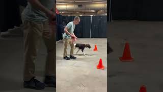 UKC Nosework Scentwork Novice Handler Discrimination HD Q3 Title run [upl. by Arymas]