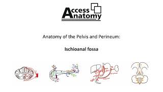 Anatomy of the Pelvis and Perineum 9  Ischioanal Fossa [upl. by Enrahs876]