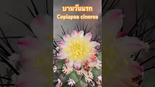 บานวันแรก Copiapoa cinerea Cactus [upl. by Nimrak]