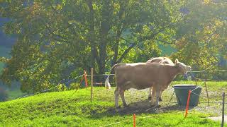 Erlenbach im Simmental  Hinterstockensee amp Oberstockensee [upl. by Oiuqise]