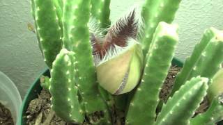 Time Lapse Blooming Stapelia [upl. by Etnemelc684]