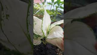 My New Aglaonema Plant aglaonema plantlover shorts [upl. by Carleen]