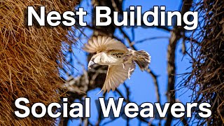 The nestbuilding of sociable weavers【wildbird africa birdwatching nature relax kalahari】 [upl. by Ellerrehs9]