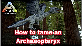 Archaeopteryx Taming with Pelagornis Kibble Ark Mobile [upl. by Aerol]