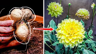 Dahlia Flower Growing Time Lapse  Tuber To Bloom 90 Days [upl. by Melamed654]