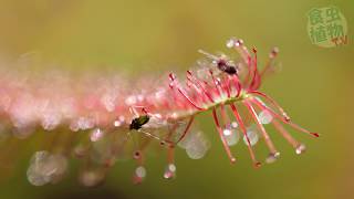 【4K Carnivorous Plants】Drosera vs Insects マクロ撮影 モウセンゴケを撮ってみた。【食虫植物ＴＶ】 [upl. by Joby]