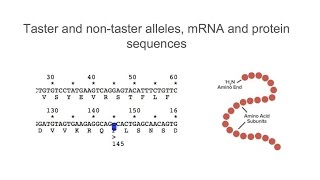 codons and amino acids [upl. by Eerak196]