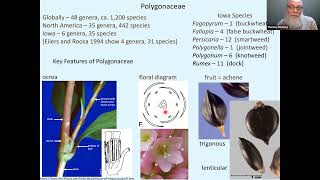 Persicaria Smartweeds Identification [upl. by Jezebel]