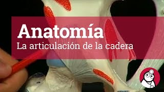 Anatomía La articulación de la cadera [upl. by Artcele]