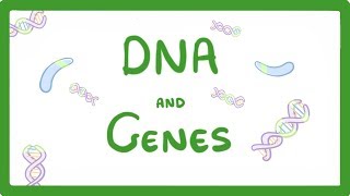 GCSE Biology  DNA Part 1  Genes and the Genome 63 [upl. by Igenia]