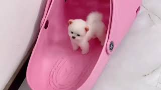 Pomeranian boo  Sevimli yavru köpek  Köpek Videoları [upl. by Langston]