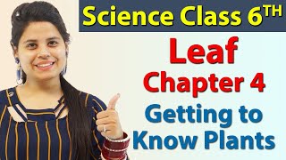 LeafVeins Petiole Lamina Midrib Node etc  Chapter 4  Getting to Know Plants  Science Class 6 [upl. by Swain]