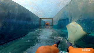 Shark amp Leap of Faith Water Slides  Claustrophobic Water Slide AquaVenture Water Park [upl. by Aneda]