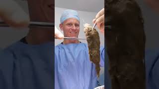 Vet Pulls Out NEVERENDING HAIRBALL from Cats Stomach  Bondi Vet shorts [upl. by Ennahgem779]