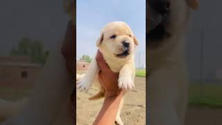 Nice puppy trending viralfunnypopularshort [upl. by Islek]