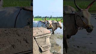 ploughing with bulls by farmer  bull ploughing the field cow ploughing the field ox ploughing field [upl. by Livi]