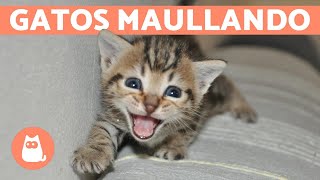 Los mejores MAULLIDOS de GATOS 🐱 ¡Gatos MAULLANDO mucho y fuerte 🐾 [upl. by Burlie]