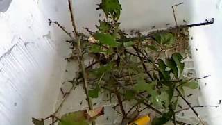 LEAFCUTTER ANTS TIMELAPSE [upl. by Bunch]