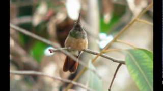 ENDEMIC chestnut bellied hummingbird AMAZILIA CASTANEIVENTRIS [upl. by Ahseiyn]