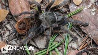 New species of tarantula found in Arizona [upl. by Jolee]