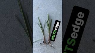 Got Nutsedge Parody lawncare lawncaretips funny y [upl. by Bound538]