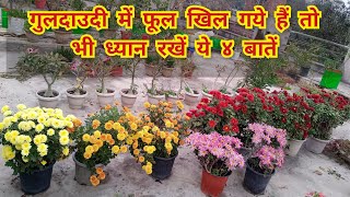 गुलदाउदी में फूल खिल गये हैं तो भी ध्यान रखें ये ४ बातें  chrysanthemum plant care after flowering [upl. by Kirk721]