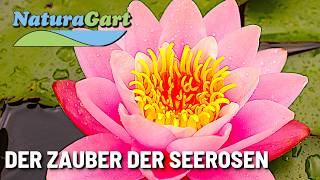 SeerosenImpressionen ein Video aus dem NaturaGartPark [upl. by Hogen]