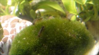 Asellus aquaticus colony water louse aquatic sowbug in timelapse  64x faster than normal speed [upl. by Randa503]