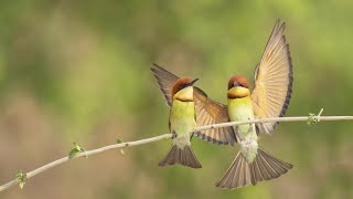 Chestnut headed bee eater Birds  Khisma Forest  Bee Bater Bird  Wildlife Photography  wildlife [upl. by Kimmy727]