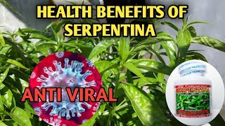 SERPENTINA PLANT quot KING OF BITTERSquot  HEALTH BENEFITS OF SERPENTINA LEAVES AND CAPSULES [upl. by Attenrad]