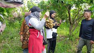 Agrowisata Klengkeng Lamongan [upl. by Havot]