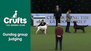 Gundog Group WINNER  Crufts 2022 [upl. by Yedok339]