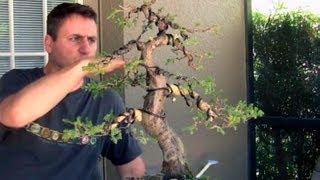 How To Bonsai  Bending large branches with Raffia [upl. by Ardyth]