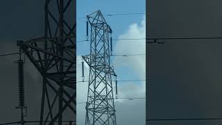 Double Crested Cormorant Preening On Pylon birds avian nature [upl. by Aihsot661]