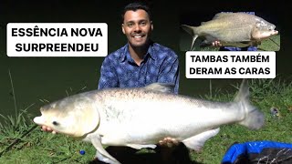 TAMBURY  PESCARIA NOTURNA MUITA AÇÃO DAS CARPAS E TAMBAS… [upl. by Yraunaj714]