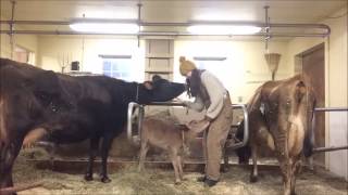 MicroDairy Chores  Time Lapse [upl. by Qidas]