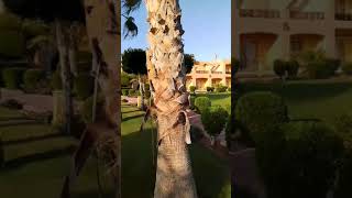 Парк отеля Wadi Lahmy Azur Resort part 3 😅🌊🏝️⛱️ Marsa Alam Egypt Оксанау2ь2ю [upl. by Mccall118]