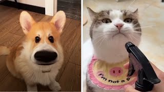 PET X 3 The Funniest Pets Videos 2024 😁 [upl. by Hadsall]