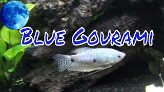 Blue Gourami Care Guide [upl. by Arok]