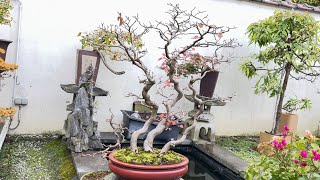 Pruning and trimming a Carpinus laxiflora [upl. by Florencia701]