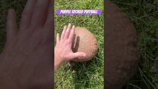 What is this giant edible mushroom mushroom foraging walking [upl. by Nneb]