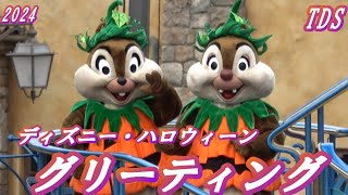 2024【TDS】ディズニー・ハロウィーン・グリーティング チップとデールをメインに撮影 [upl. by Ahseinad]