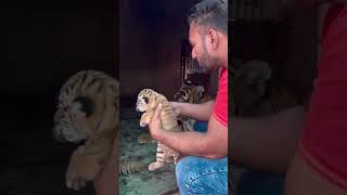 NEW BORN TIGER BABY 🍼🐅🐯❤️ tiger nature lion jungle tigerbaby [upl. by Aneehsram]