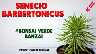 Senecio Barbertonicus cebolinha PauloBonsai​​​​​​​​​​​😉😍 [upl. by Haliled]